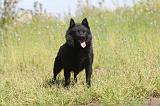 SCHIPPERKE 032